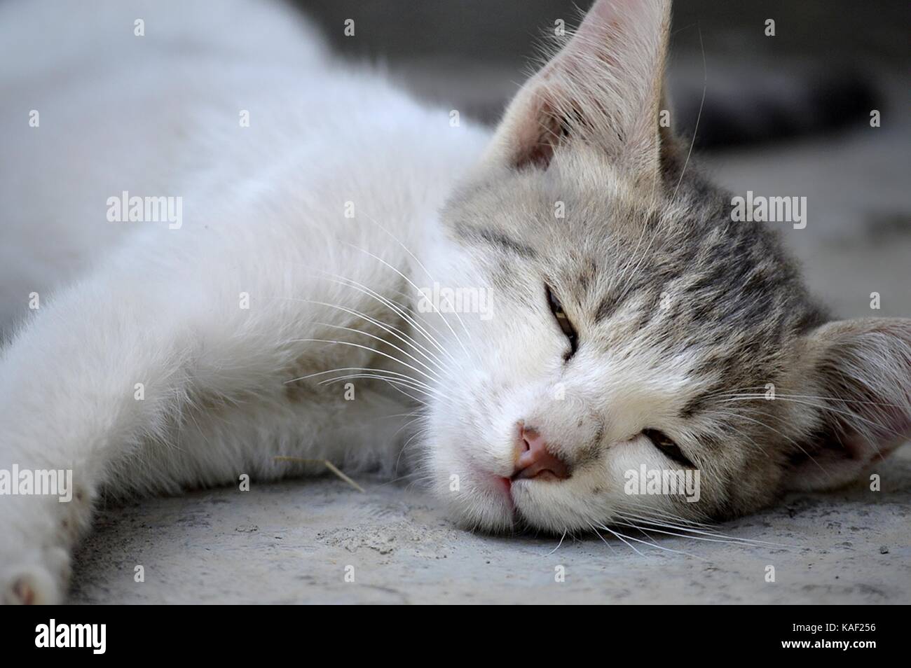Sleepy meow Stock Photo