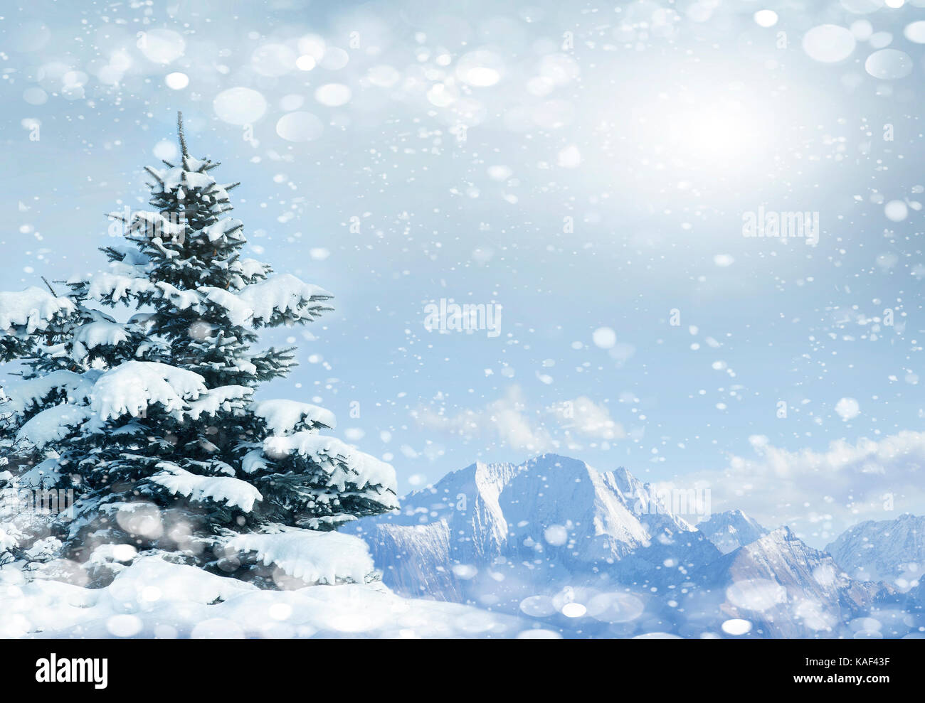 Green spruce in the snow on top of the mountain. Winter snowy day Stock Photo
