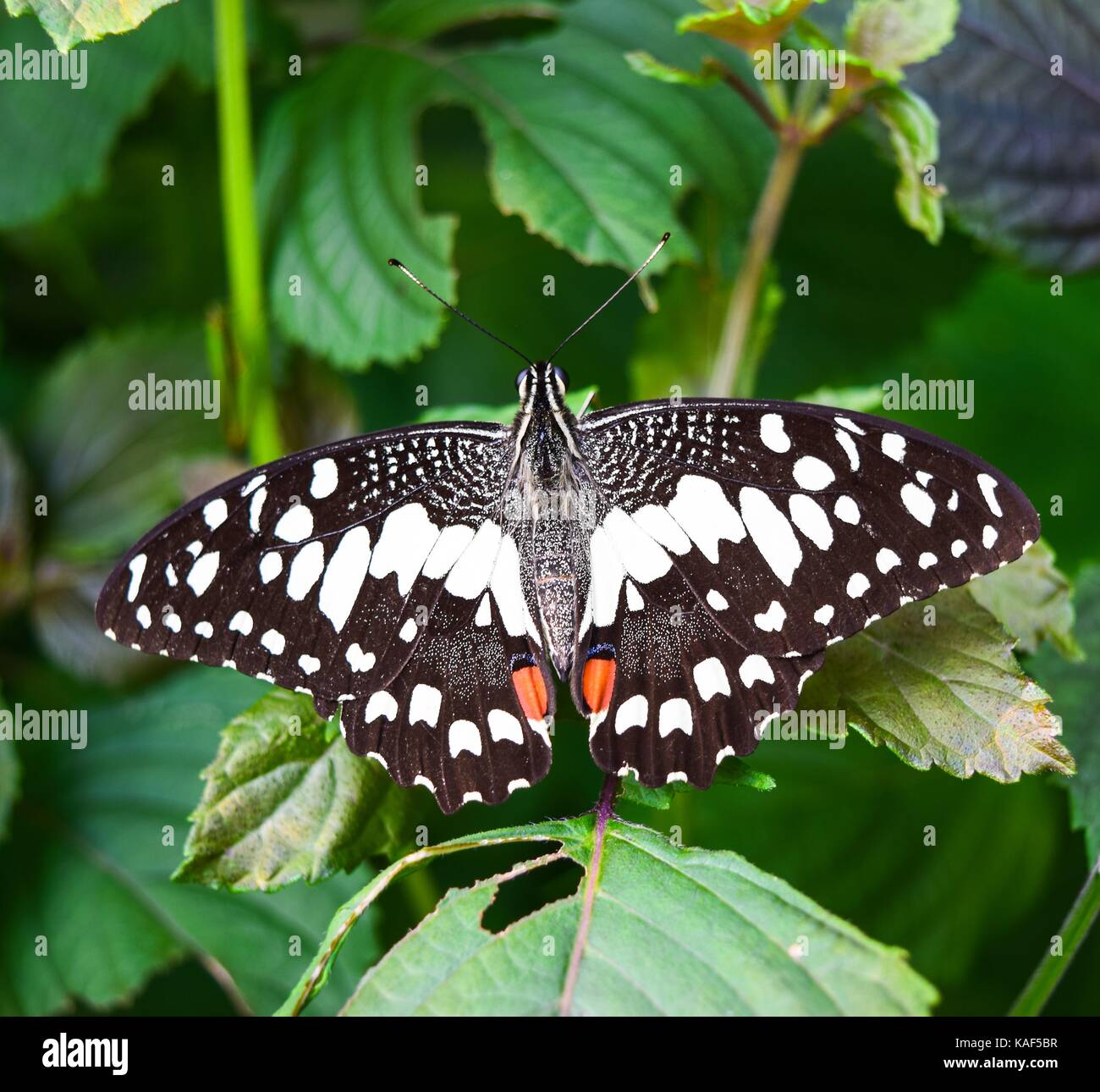 eautiful exotic butterfly Stock Photo