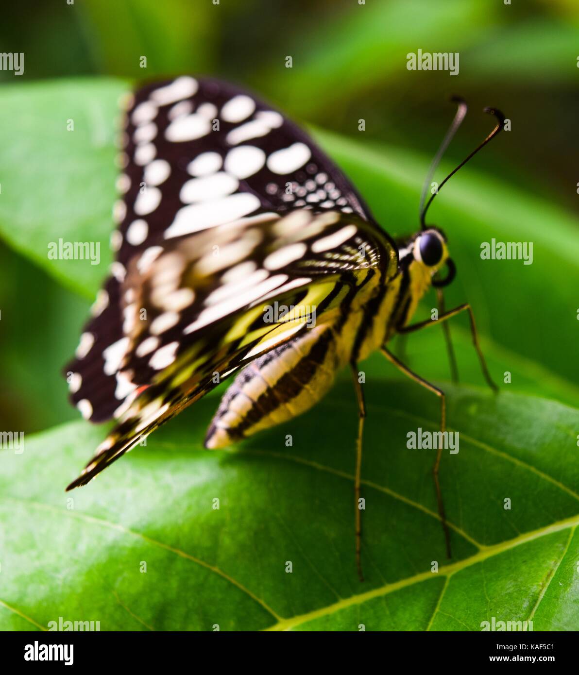 eautiful exotic butterfly Stock Photo