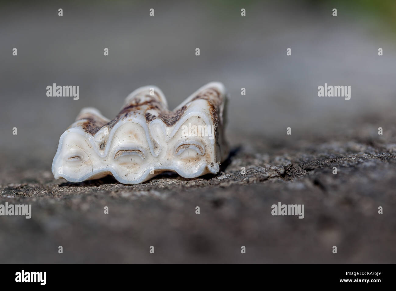 A cow's tooth in Mew Zealand that has fallen out. Stock Photo