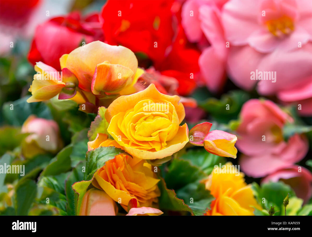 Multicolored balsam flowers. Stock Photo