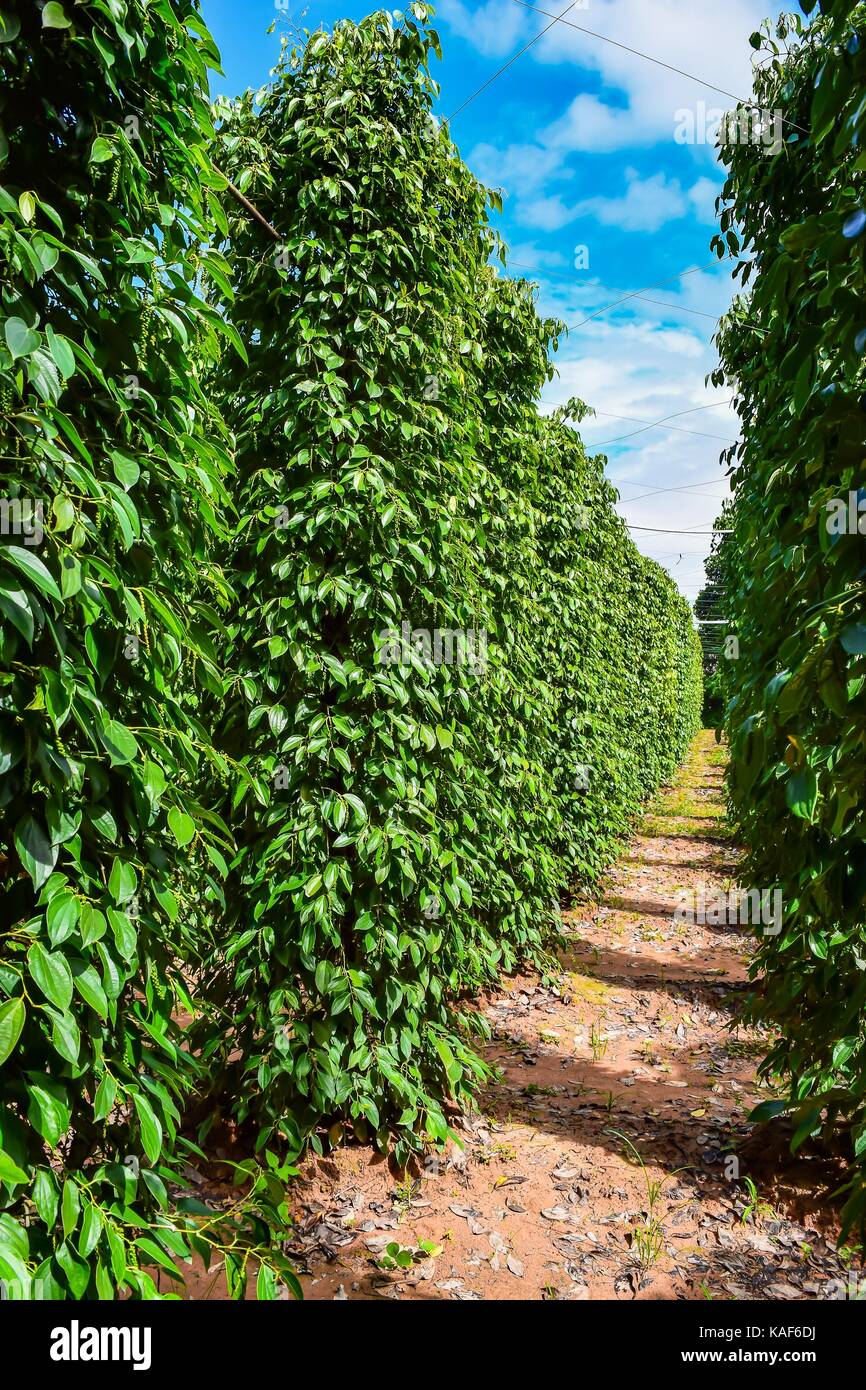 plantation of red and black pepper, Phu Quoc Stock Photo Alamy