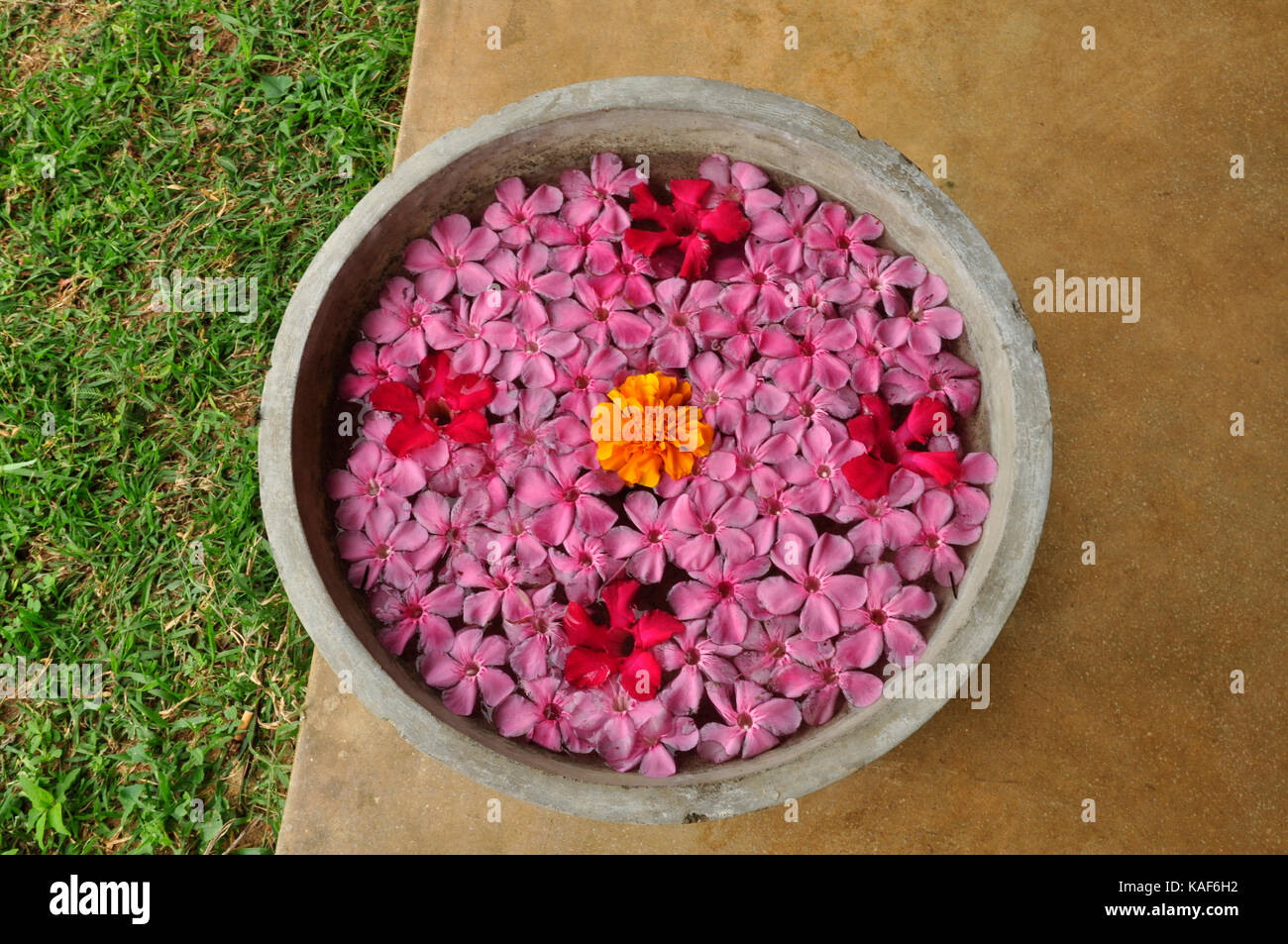 A large pot with beautiful blooms floating in water, Sri Lanka Stock Photo Alamy