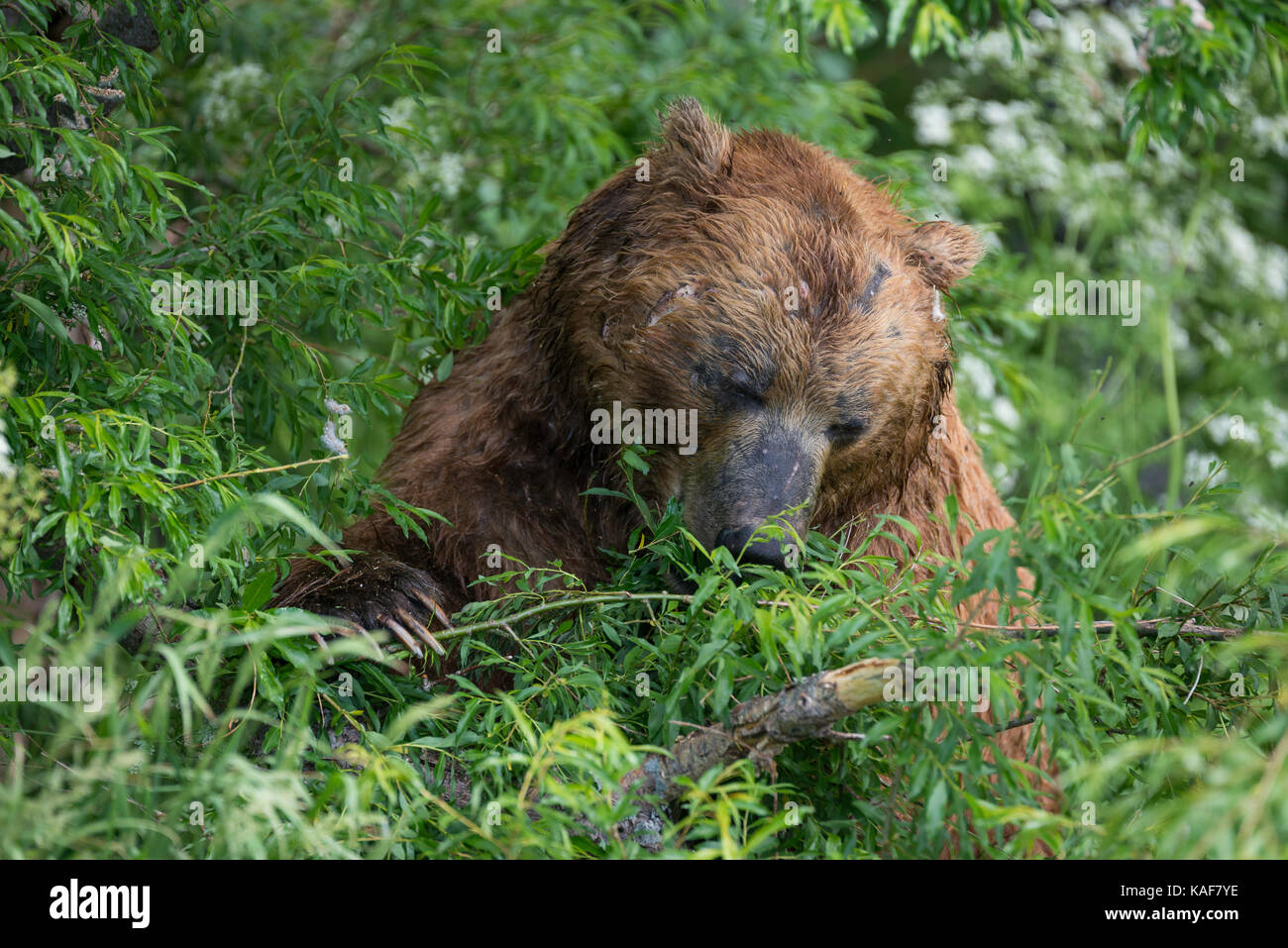 Male brown bear, Kuril Lake, Kamchatka, Russia. Stock Photo