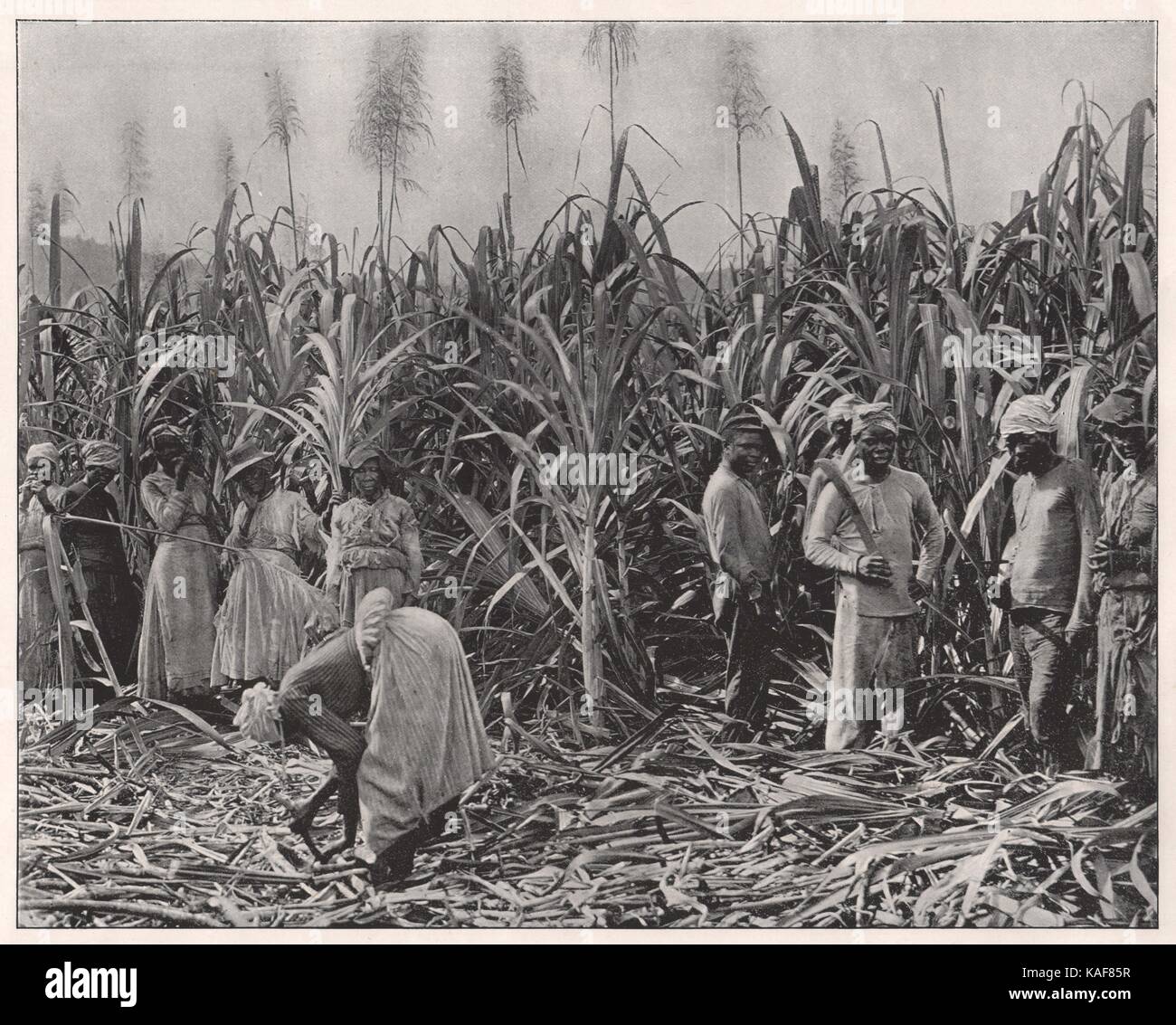 Canecutters in Jamaica Stock Photo Alamy