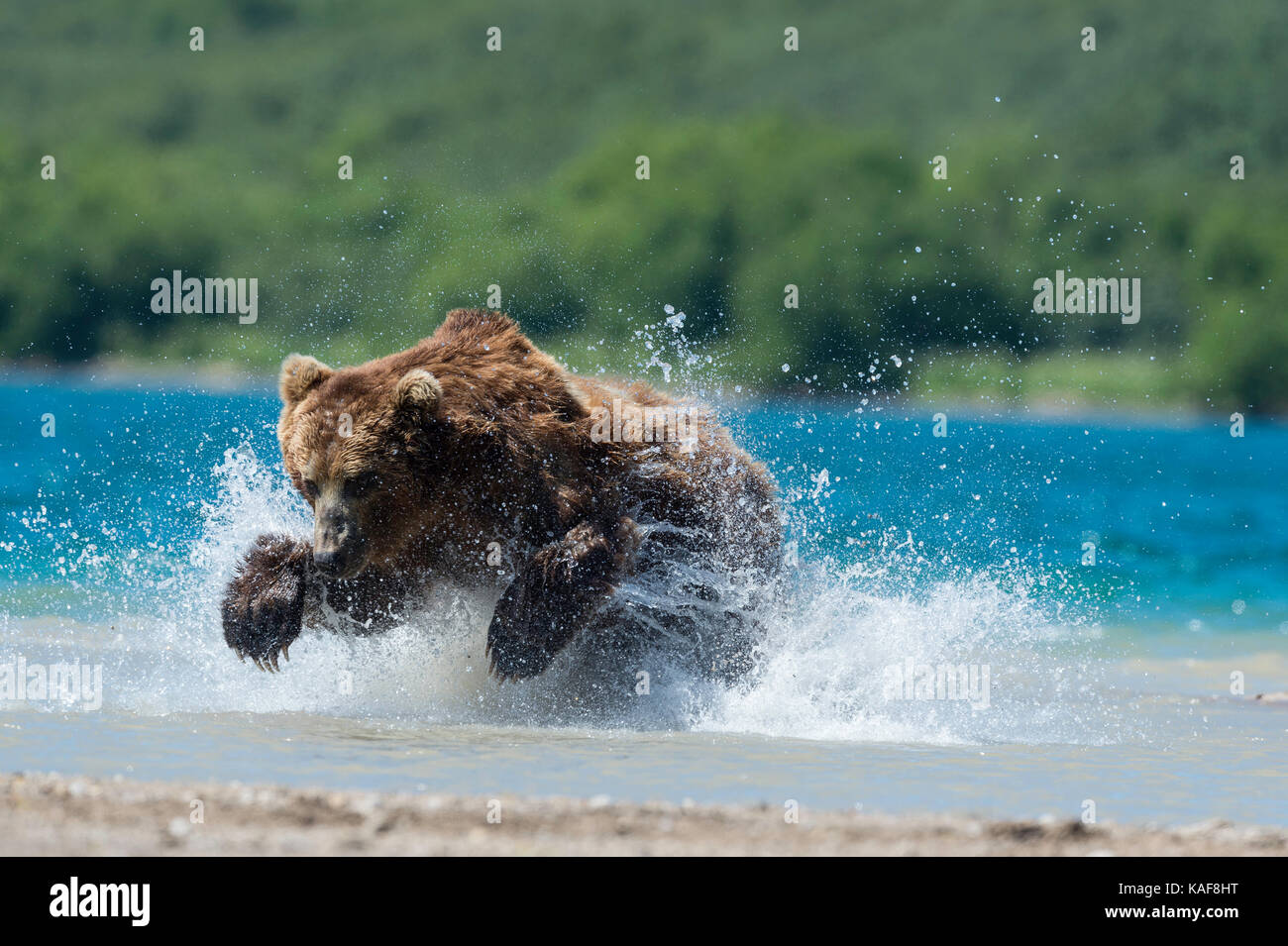 Brown bear pouncing on sockeye salmon, Kamchatka, Russia. Stock Photo
