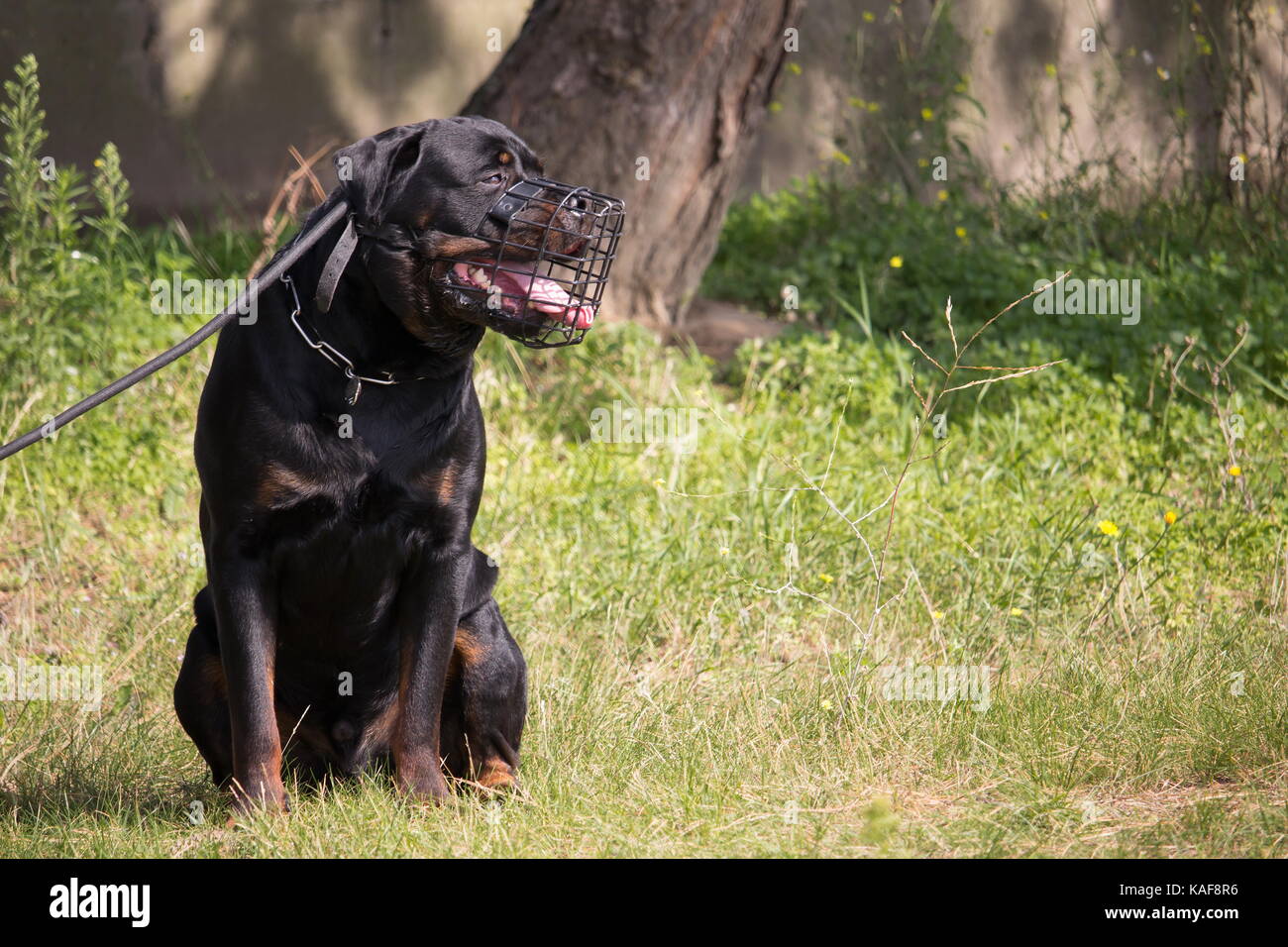 Rottweiler training High Resolution Stock Photography and Images Alamy