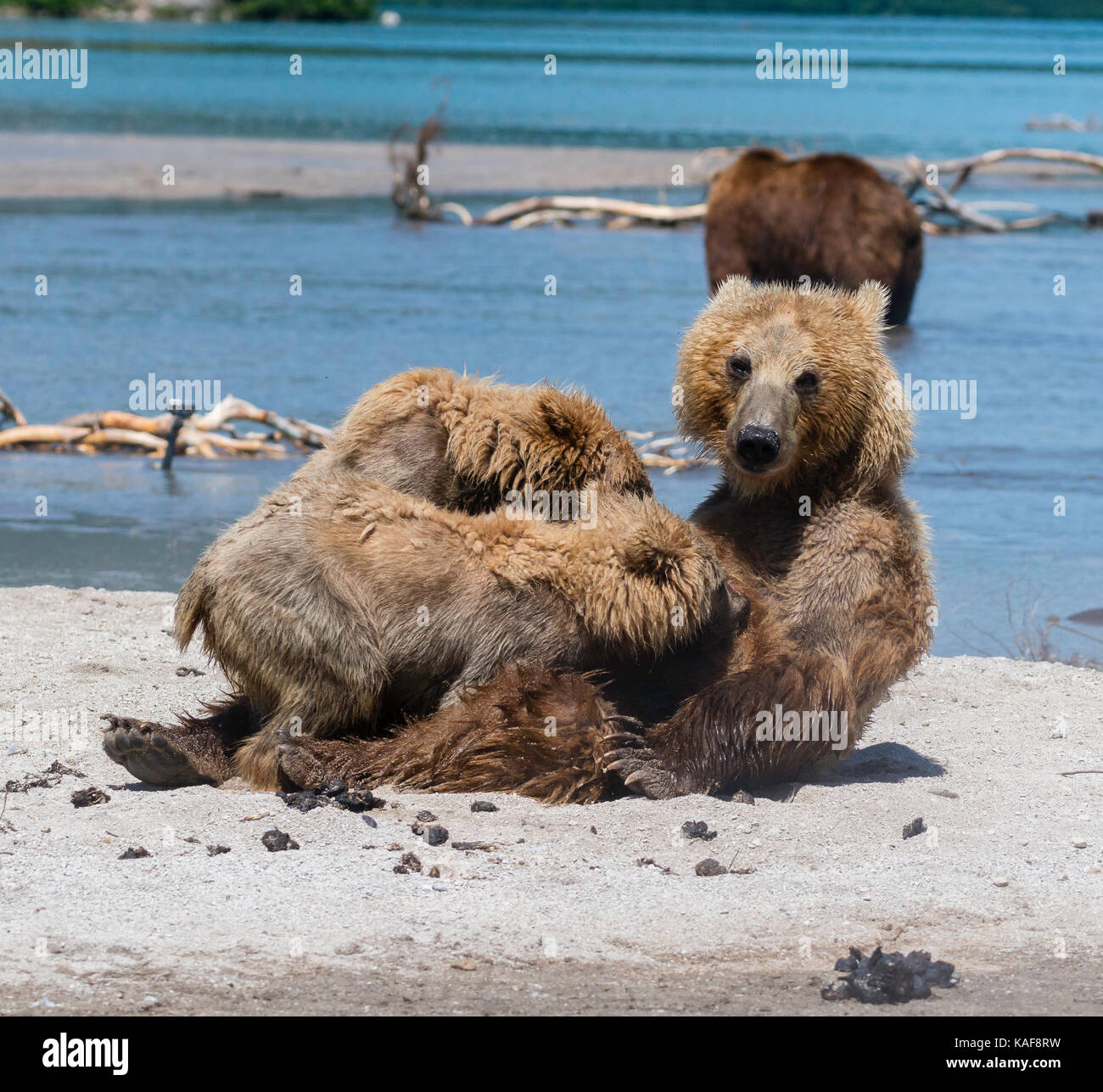 Brown bear nursing her cubs Kuril Lake, Kamchatka, Russia., Stock Photo