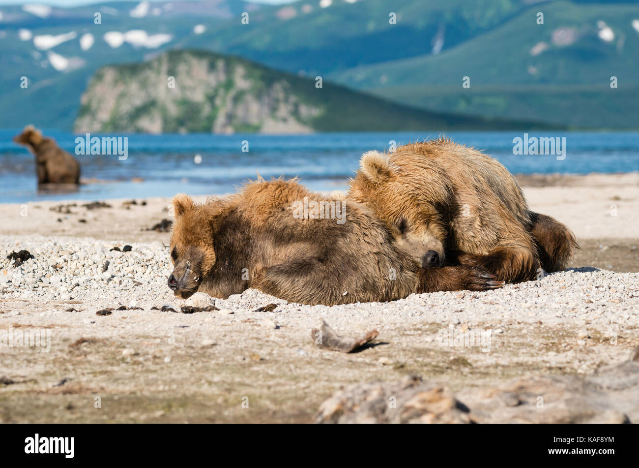 Brown bear cubs resting, Kuril Lake, Kamchatka, Russia. Stock Photo