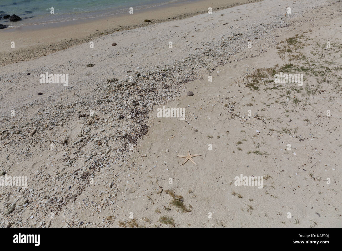 Starfish on a white sandy beach Stock Photo
