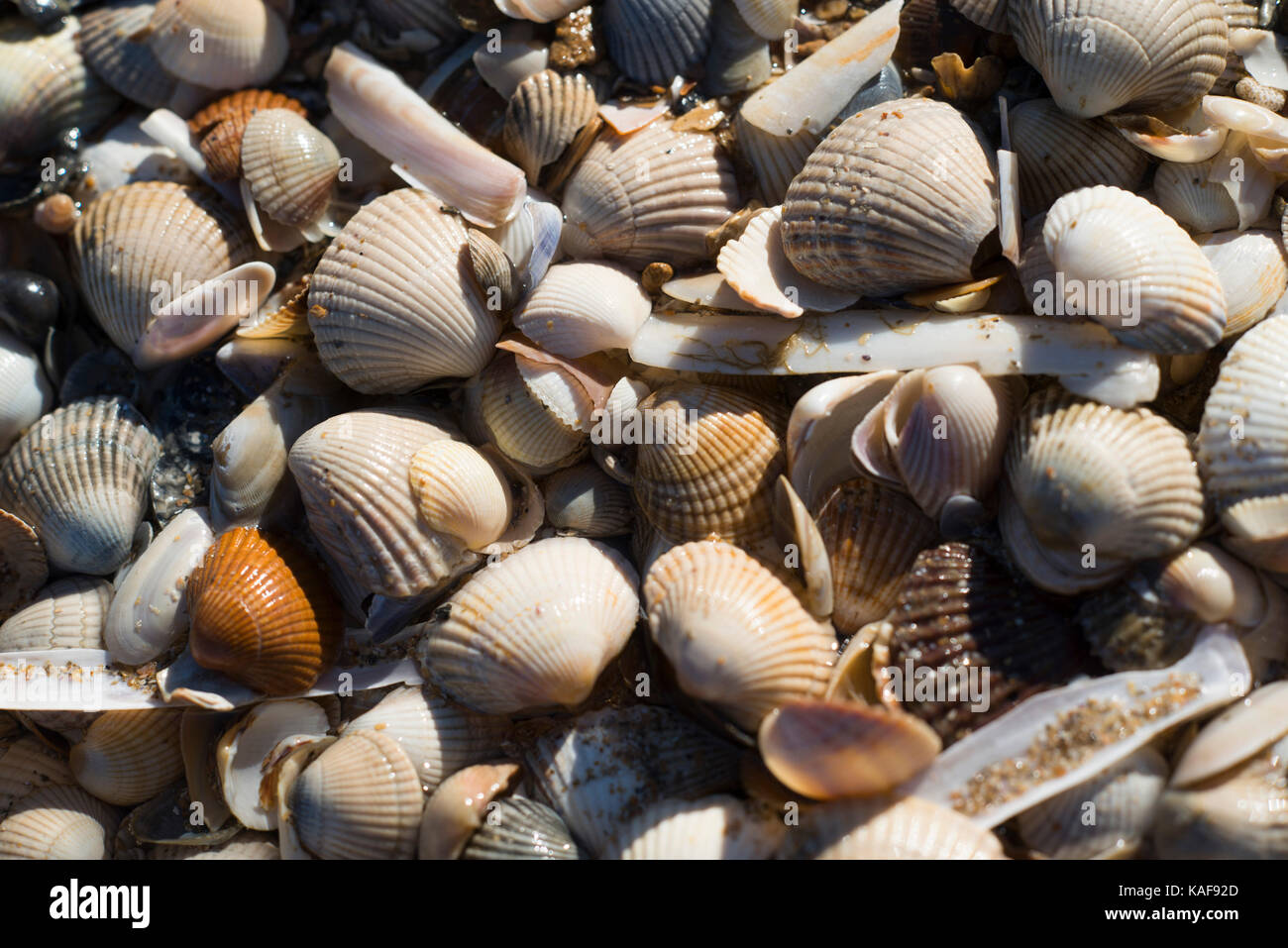 Shells on the beach at low tide in Luc-sur-Mer (north-western France), along the Norman coast 'cote de Nacre': cockles and razor shells, Ensis sp. *** Stock Photo
