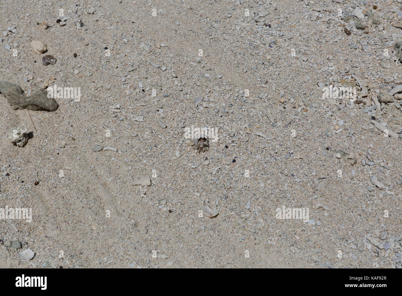 Hermit Crab on a beach in Mauritius Stock Photo
