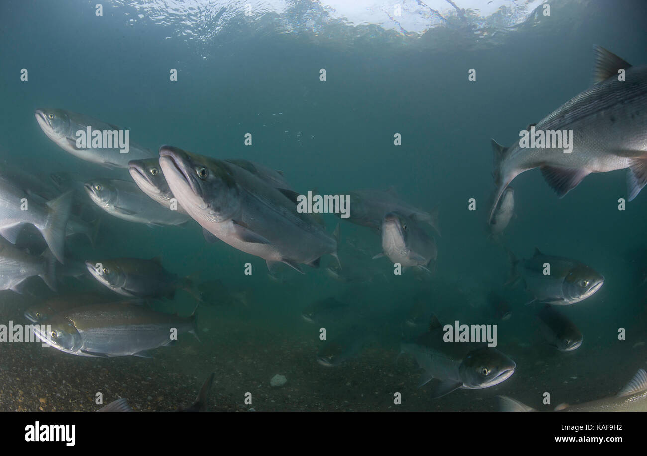 Sockeye salmon migrating upstream in the rivers of the Kuril Lake area, Kamchatka, Russia. Stock Photo