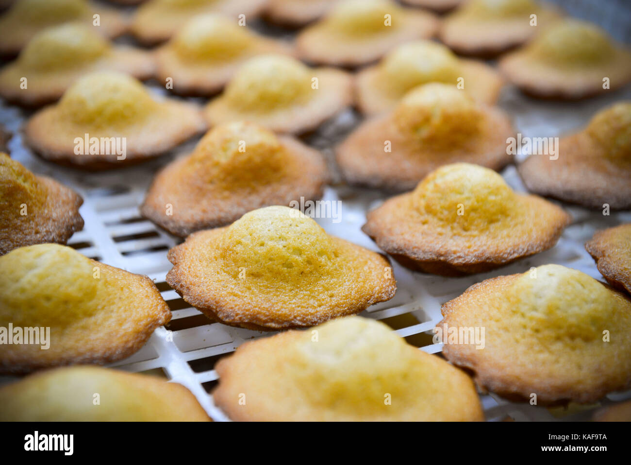 Production of madeleines at the biscuit factory 'Biscuiterie Jeannette', in Demouville (Normandy, north-western France). Stock Photo