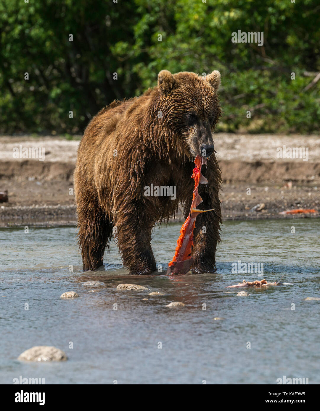 Brown bear feeding on sockeye salmon, Kamchatka, Russia. Stock Photo
