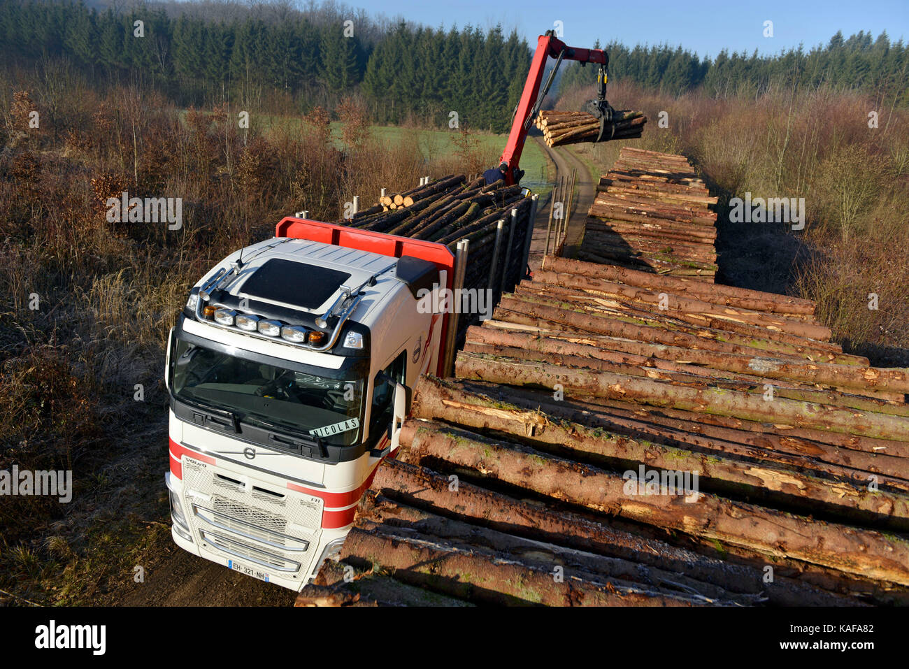 Timber industry: loading of Norway spruce trunks in a forest of the Franche-Comte department (central-eastern France) for the production of paper pulp Stock Photo