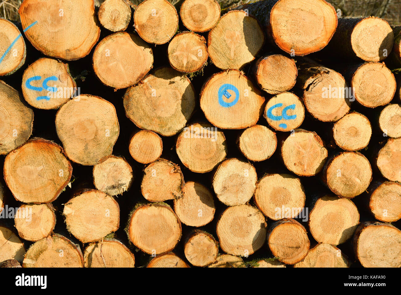 Timber industry: Norway spruce trunks in a forest of the Franche-Comte department (central-eastern France) ready to be loaded, for the production of p Stock Photo