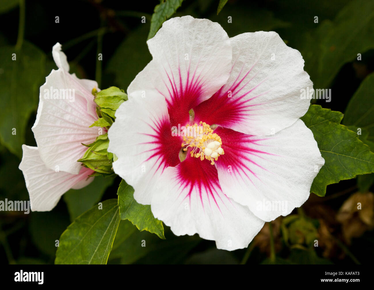 Hibiscus Flower In English Garden Hi Res Stock Photography And Images Alamy Hibiscus Flower In English Garden Hi Res Stock Photography And Images Alamy