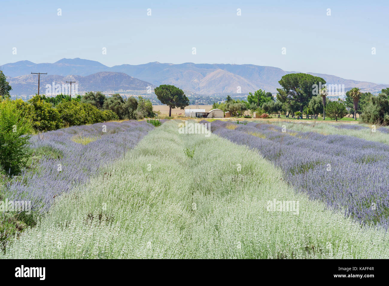 Beautiful purple lavender blossom of Lavender Festival of 123 Farm at San Bernardino, Los Angeles County, United States Stock Photo