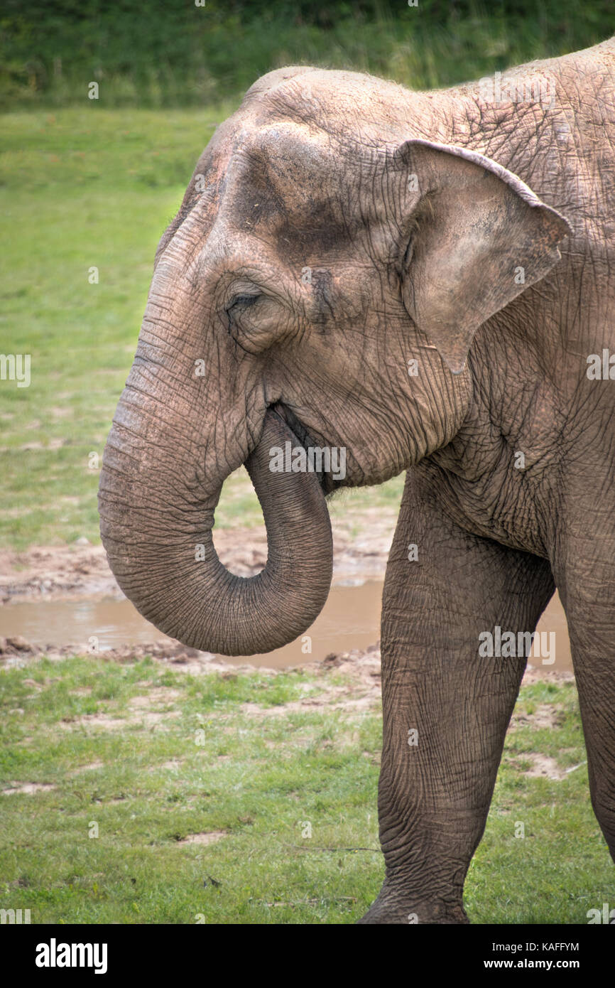 An upright vertical image of a elephant in profile with its trunk in its mouth feeding. Portrait view of its head and front legs Stock Photo