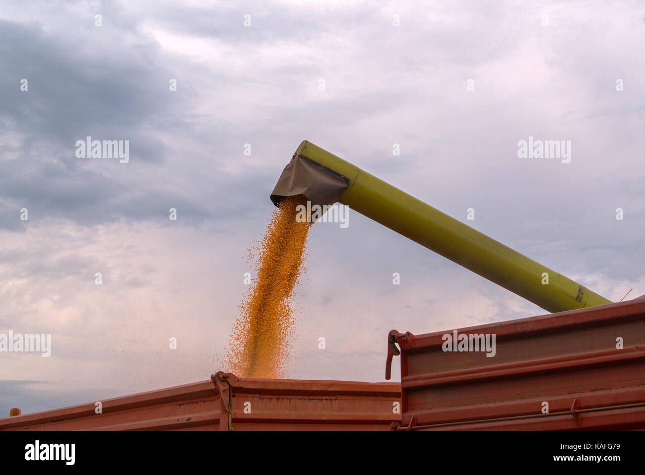 Combine harvester auger unloading harvested corn into tractor trailer