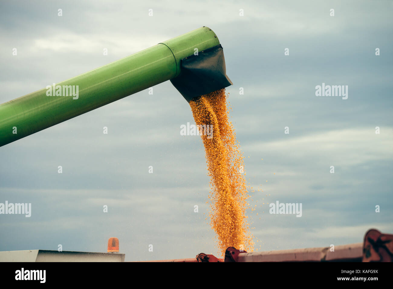 Combine harvester auger unloading harvested corn into tractor trailer