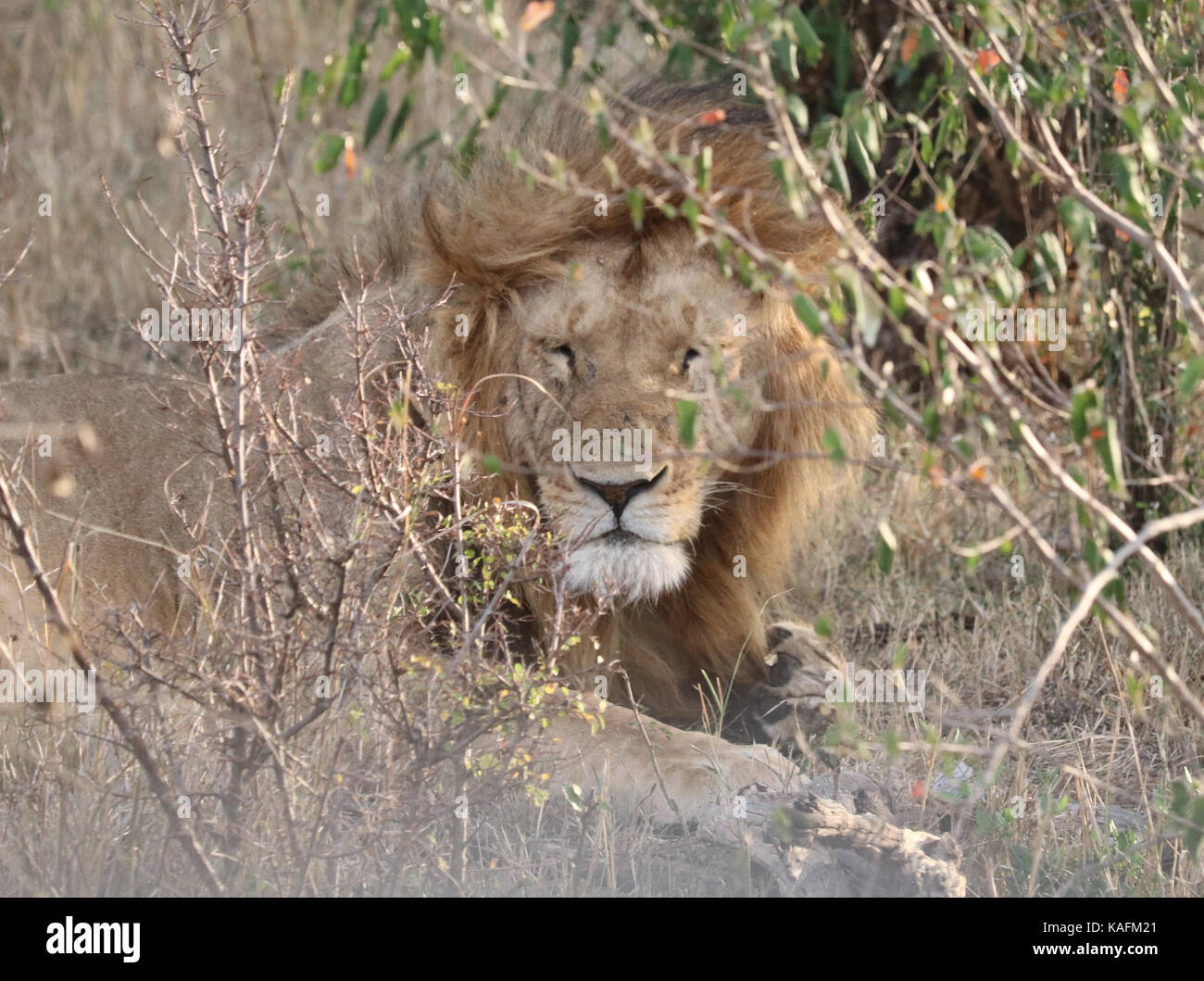 Masai Lion - Masai Mara National Reserve - Kenya Stock Photo - Alamy