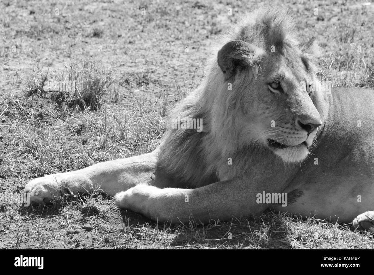 Masai Lion - Masai Mara National Reserve - Kenya Stock Photo - Alamy