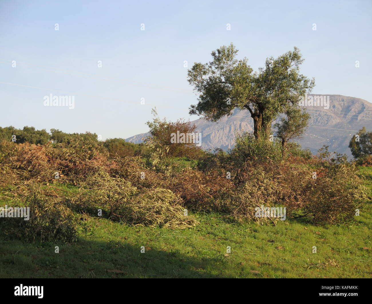 Sun shining on pruned olive tree in grove near Alora, Andalusia Stock ...