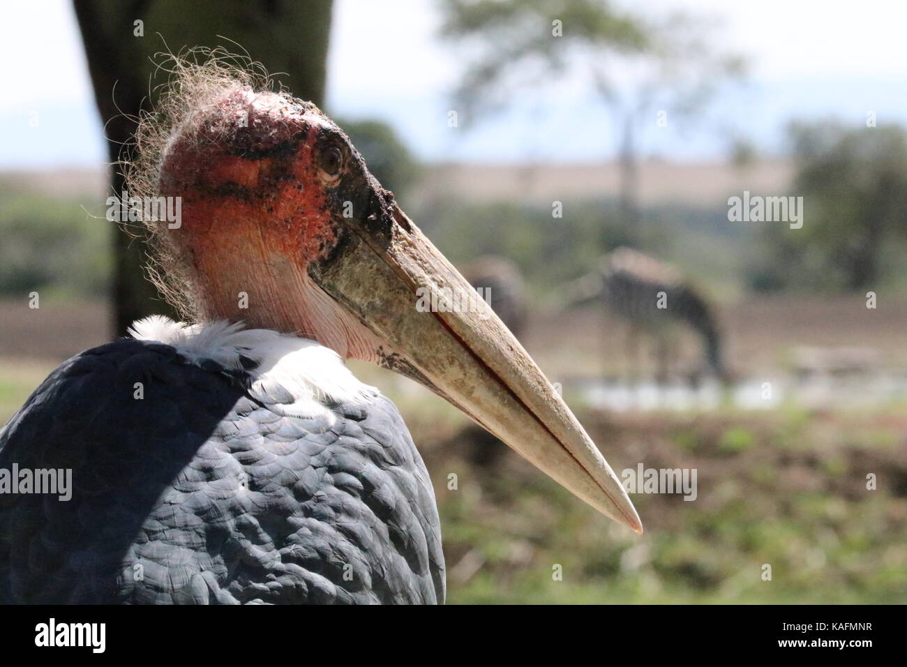 Marabou Stork - Sweetwaters Serena Camp - Ol Pejeta - Kenya Stock Photo