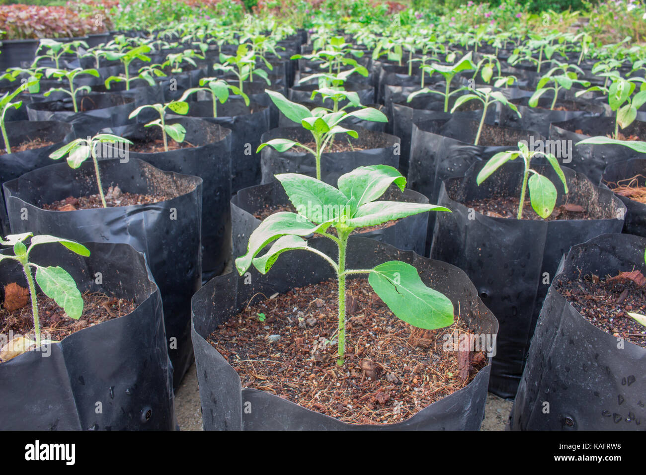 Seedlings, planting sunflower prepare healthy, before planting as needed. Stock Photo