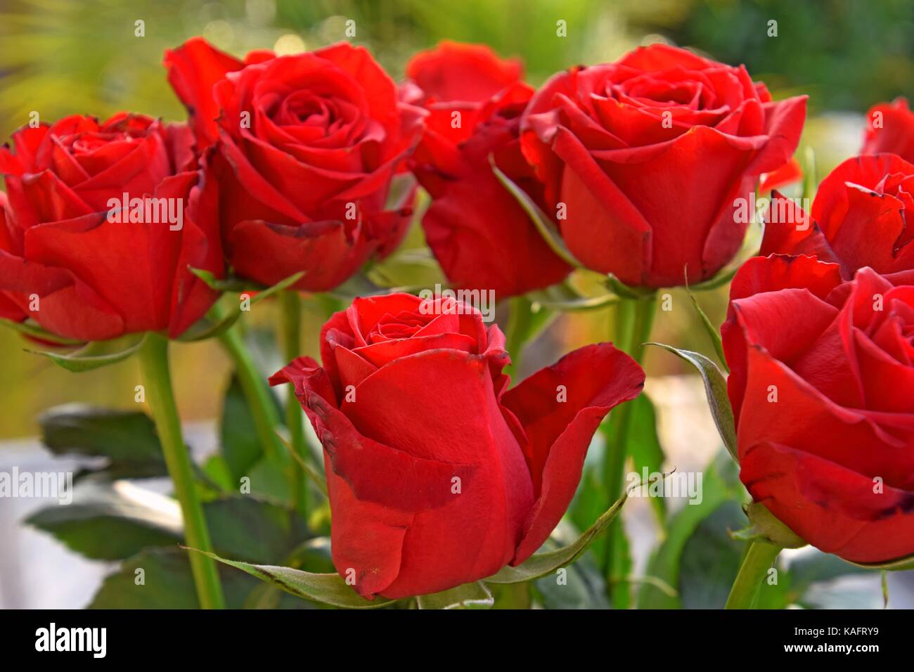 Roses are red, perfect red roses, Symbol of love, festivities, day of