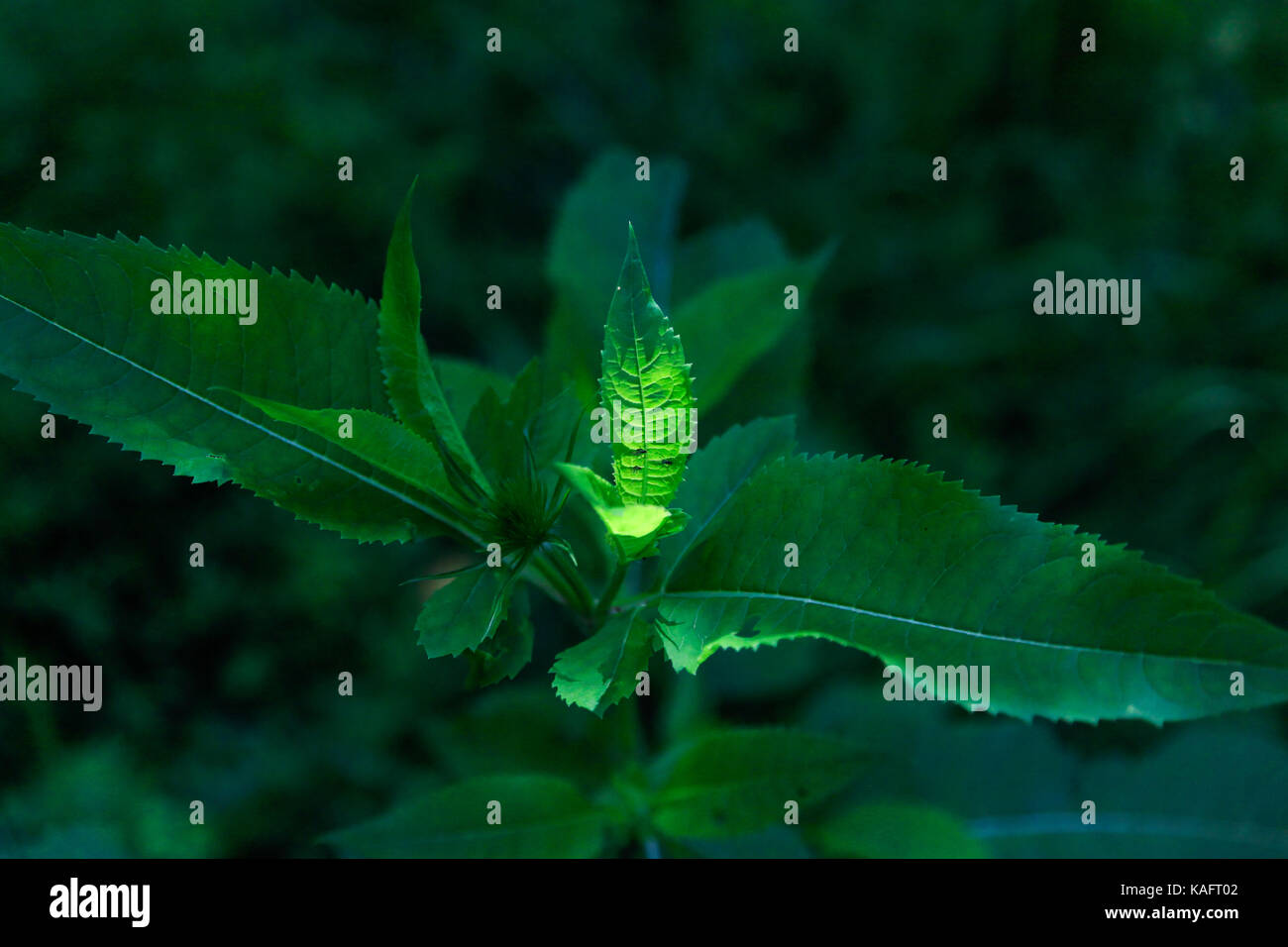 Close up lush green forest hi-res stock photography and images - Alamy