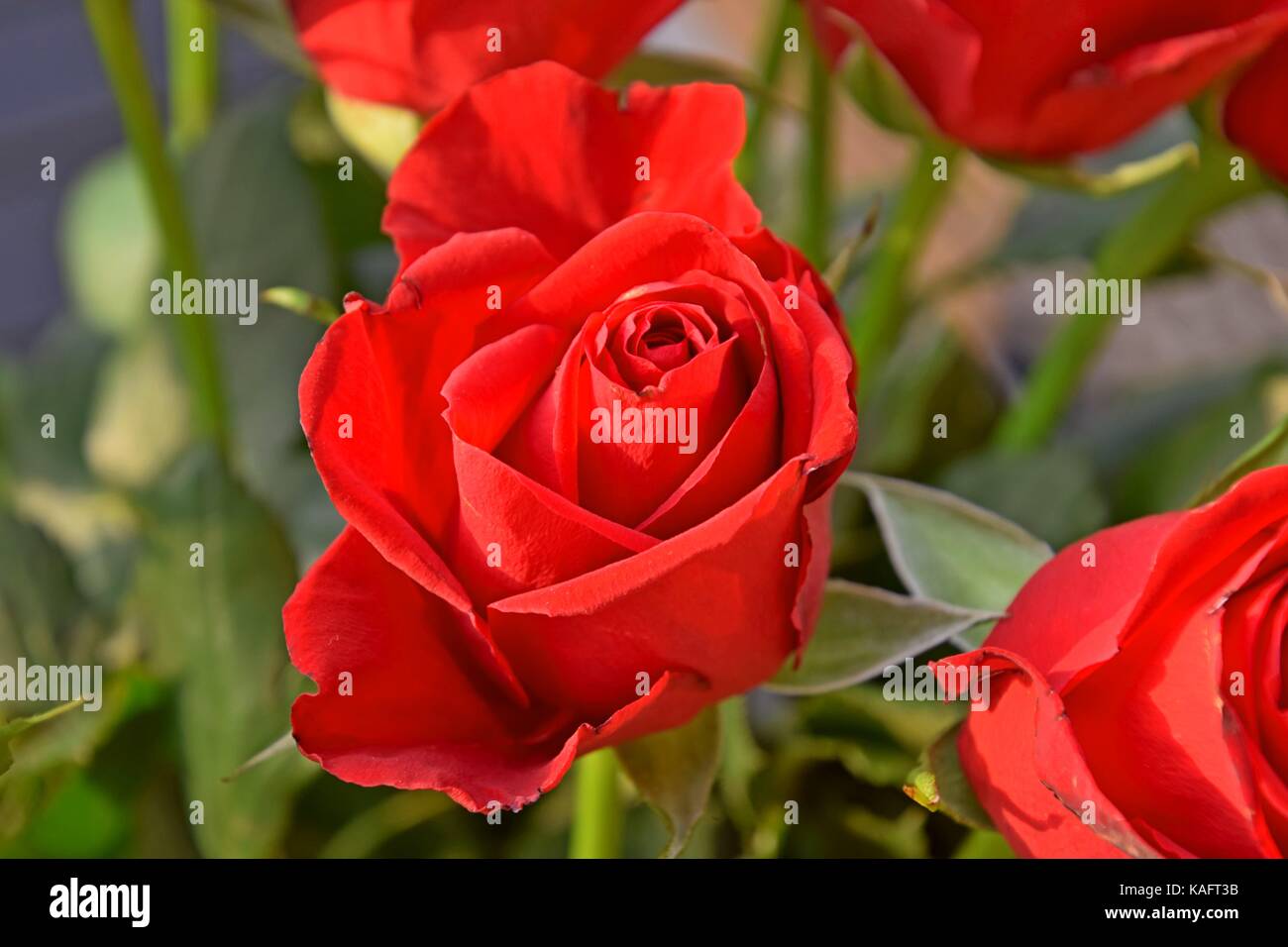 Roses are red, perfect red roses, Symbol of love, festivities, day of