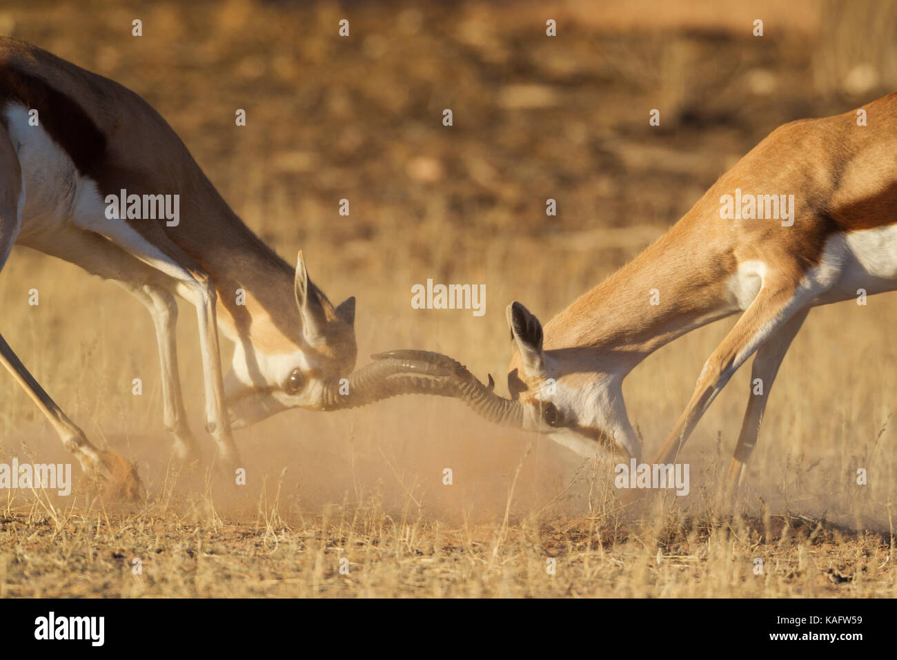 Springbok (Antidorcas marsupialis). Fighting males. Kalahari Desert ...
