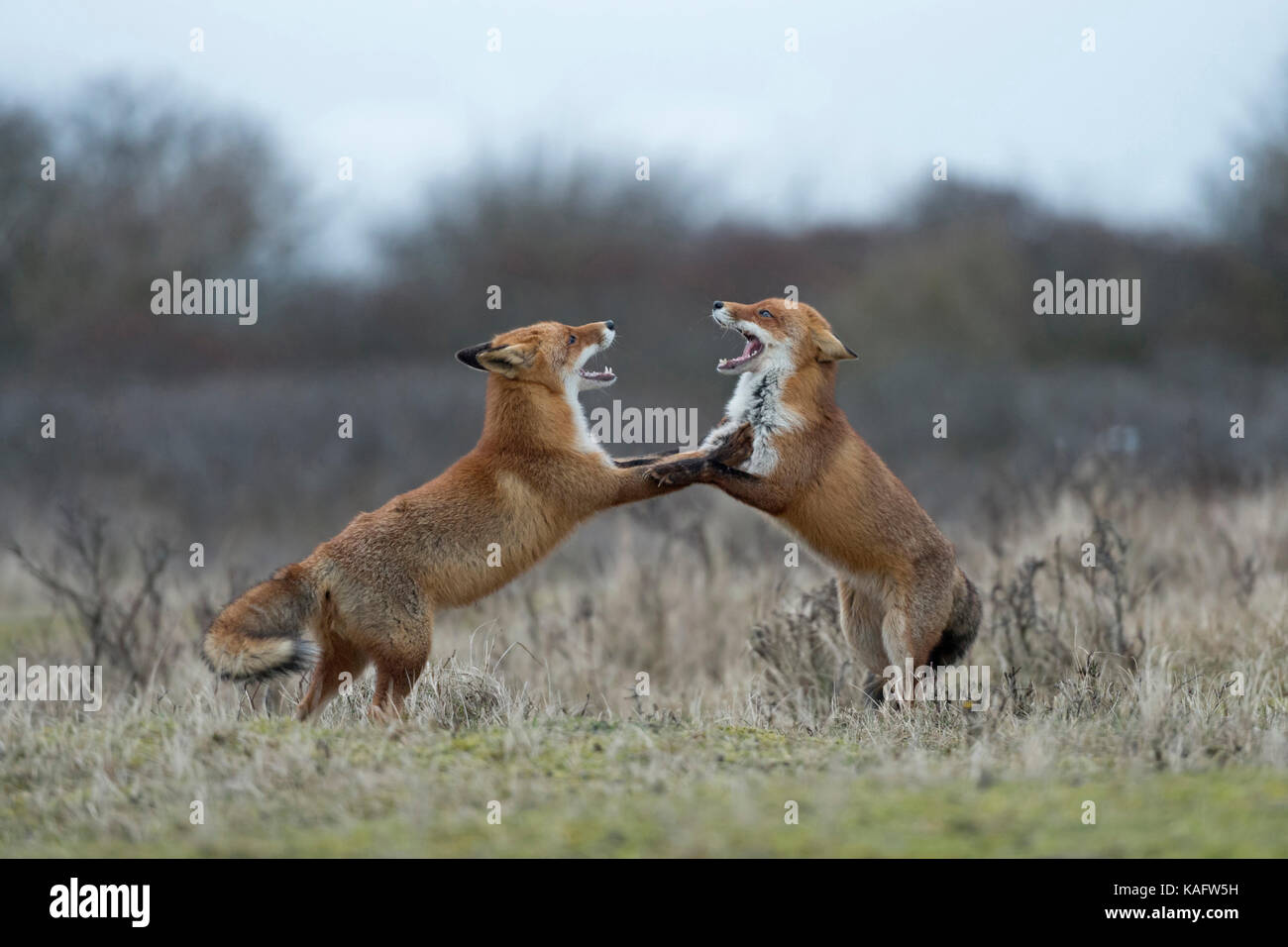 Red Foxes / Rotfuechse ( Vulpes vulpes ) in fight, fighting, standing on hind legs, threatening with wide open jaws, while rutting season. Stock Photo