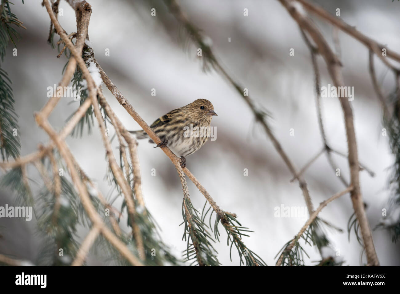 Pine siskin / Fichtenzeisig ( Spinus pinus ) perched in a conifer tree, adult in winter, Yellowstone Area, USA. Stock Photo