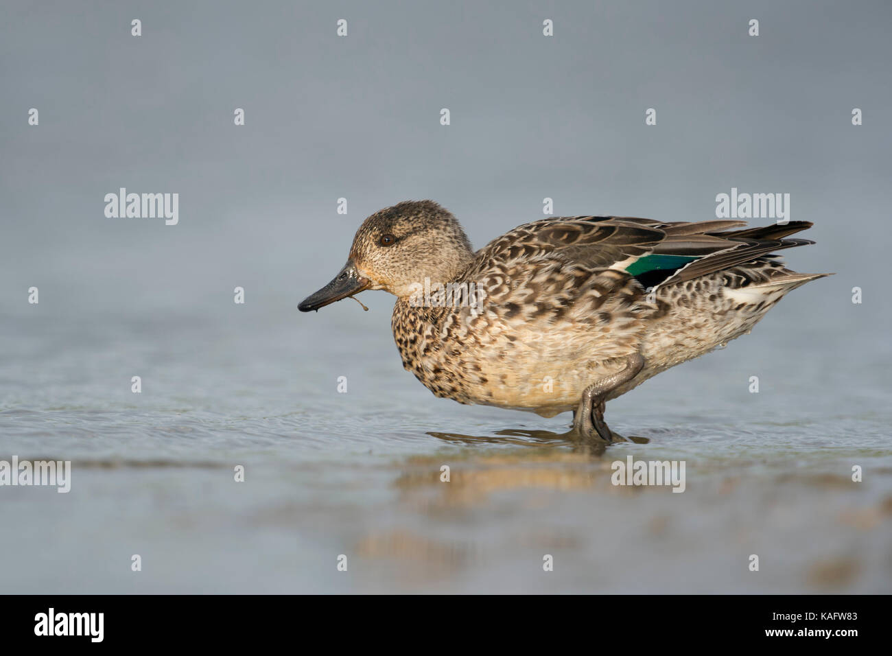 Teal / Krickente ( Anas crecca ), female duck, colourful breeding dress,walking into shallow water, full body side view, wildlife, Europe. Stock Photo