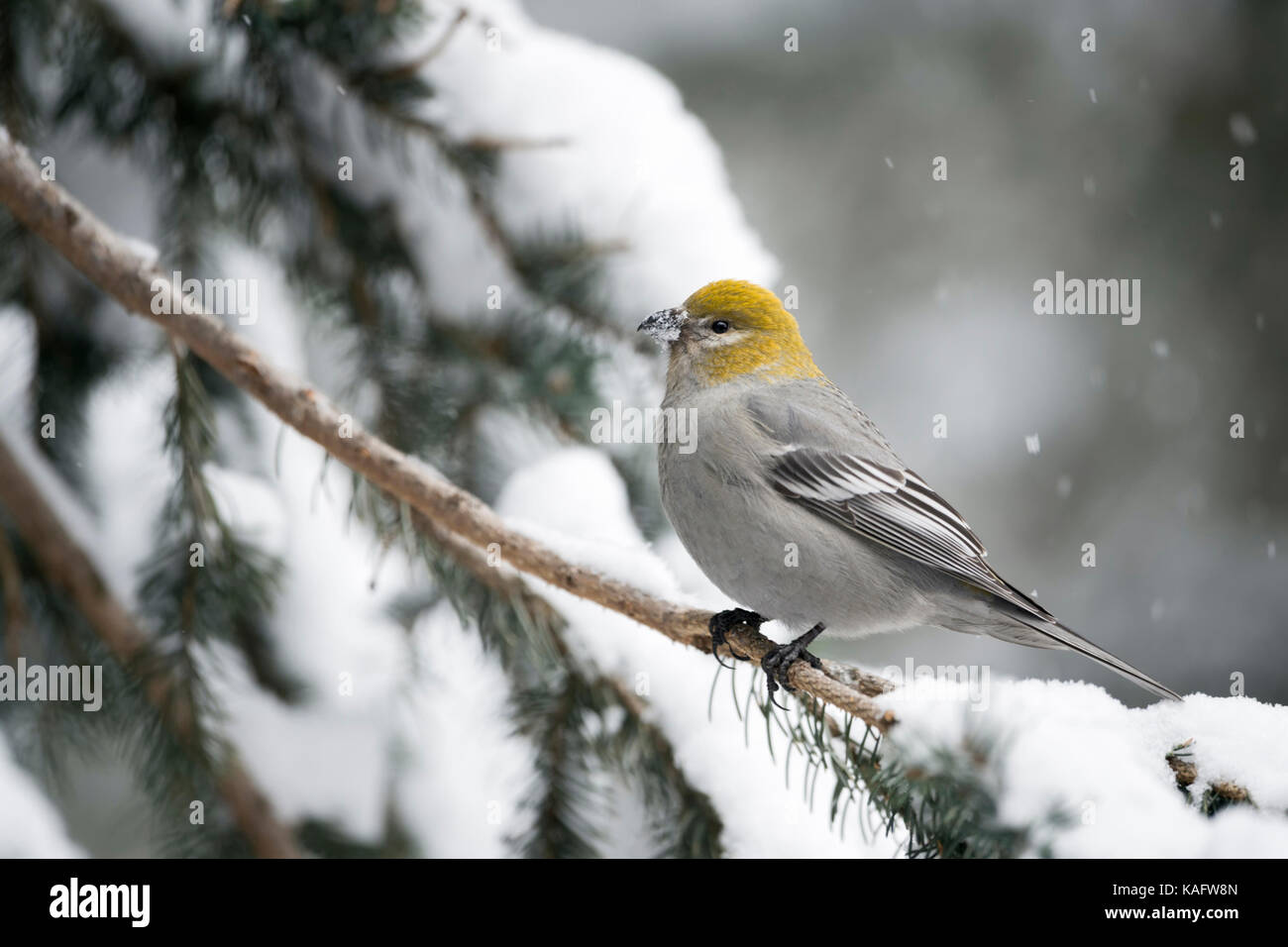 Pine grosbeak / Hakengimpel ( Pinicola enucleator ), female adult in winter, perching on a branch of a snow covered conifer, Montana, USA. Stock Photo