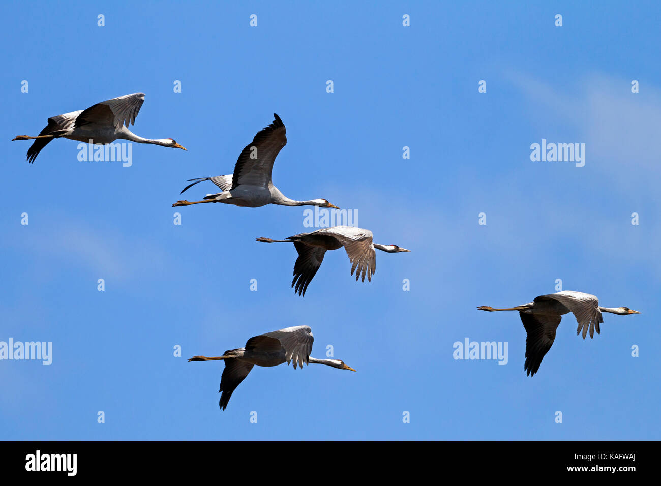 Common Crane, Eurasian Crane (Grus grus), five adults migration to the north Stock Photo