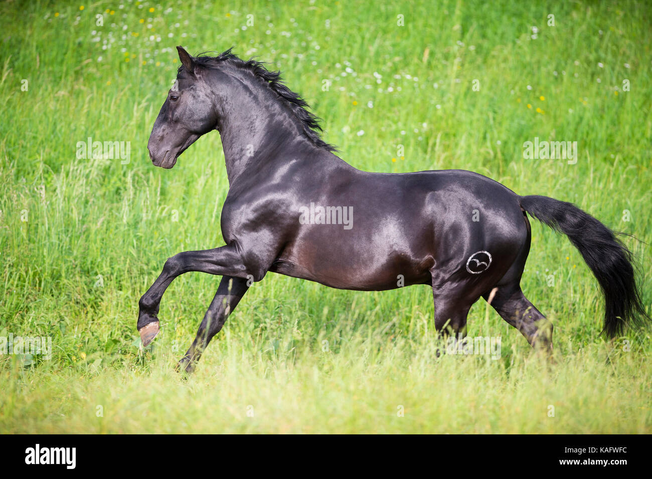 Black Andalusian Horses