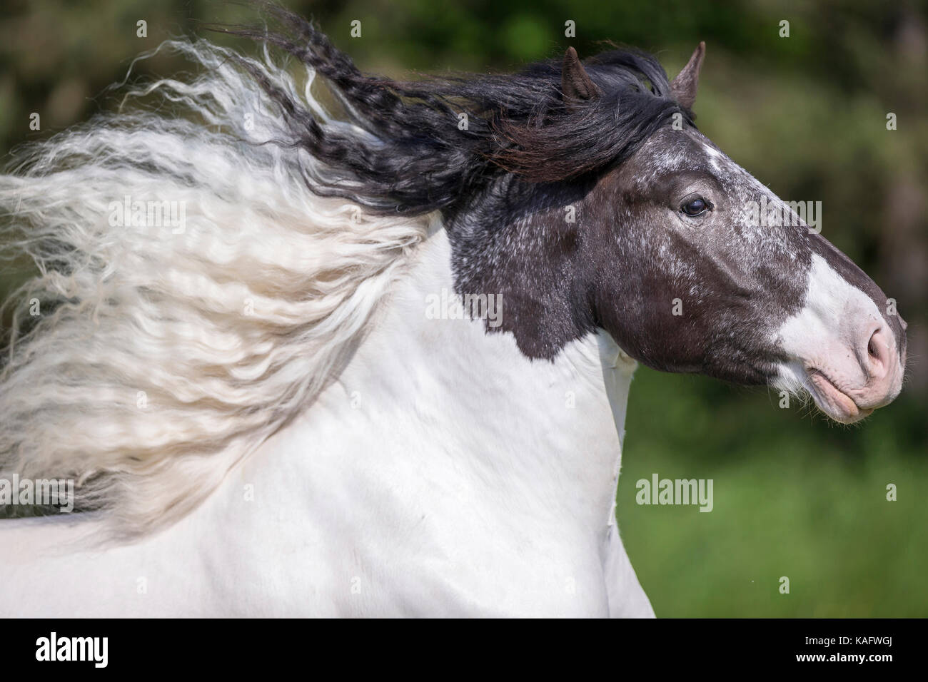 Noriker Horse. Portrait of piebald gelding with mane flowing. Austria Stock Photo