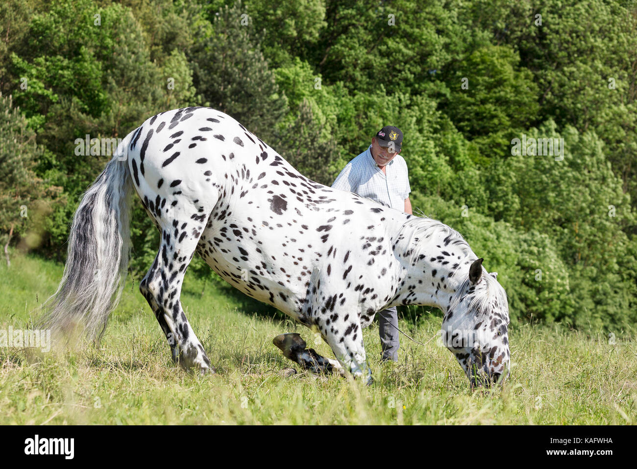 Knabstrup Horse. Adult stallion kneeling on a pasture. Austria Stock