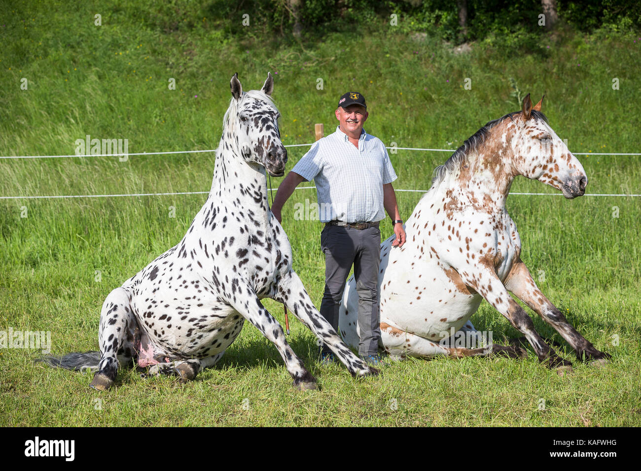 Knabstrup Horse. Wolfgang Hellmayr standing among two stallions, sitting on a pasture. Austria Stock Photo