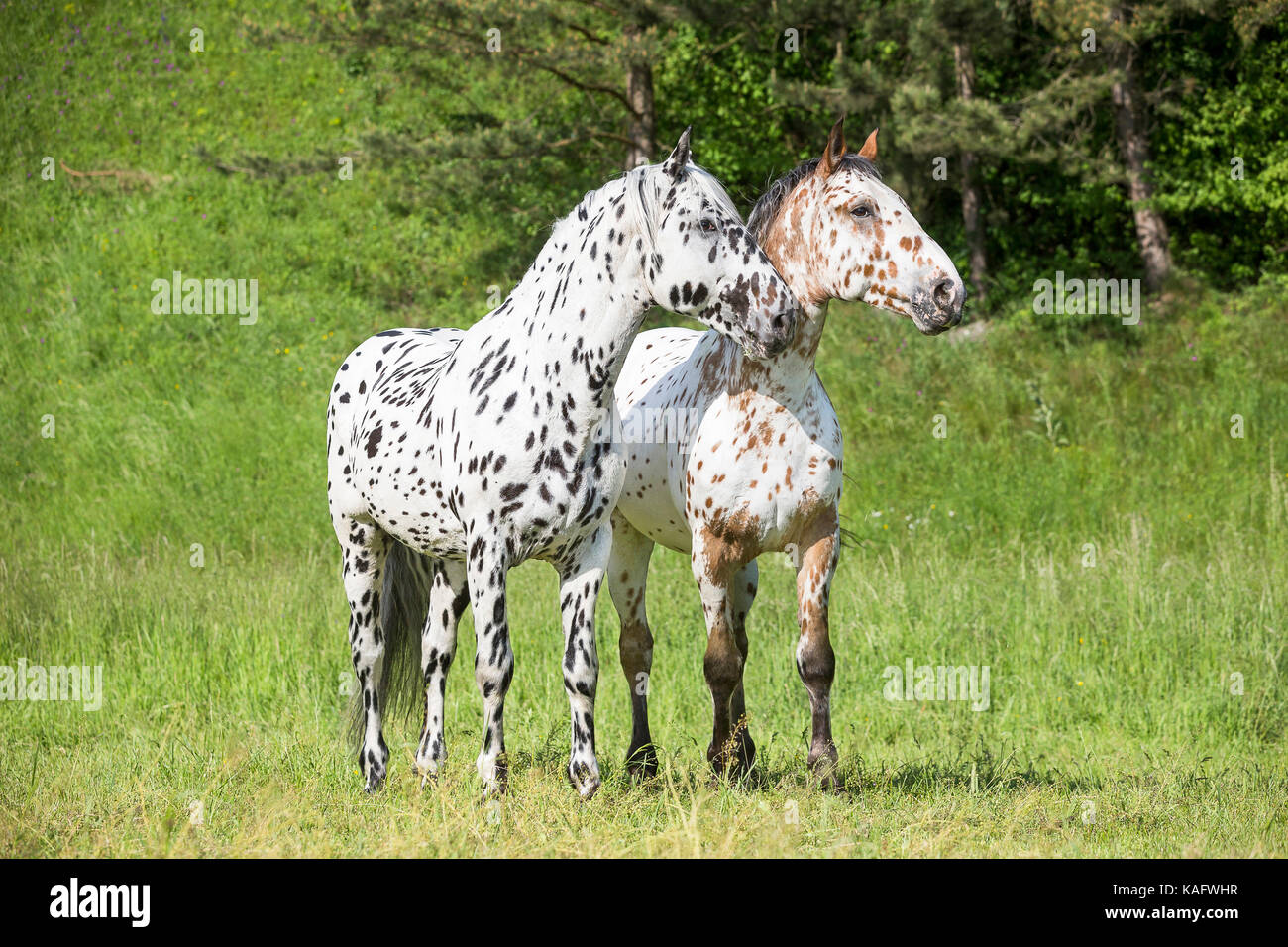 Knabstrup Horse. Pair of adult stallions standing next to each other on a pasture. Austria Stock Photo