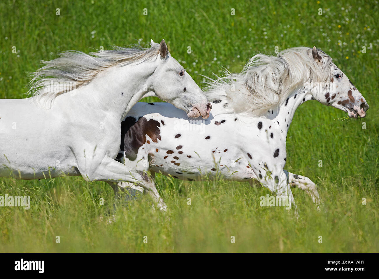 Young stallion stallions hi-res stock photography and images - Alamy