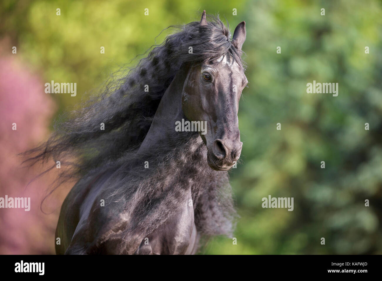 Friesian Horse. Portrait of old black stallion (21 years old) with mane flowing. Austria Stock Photo