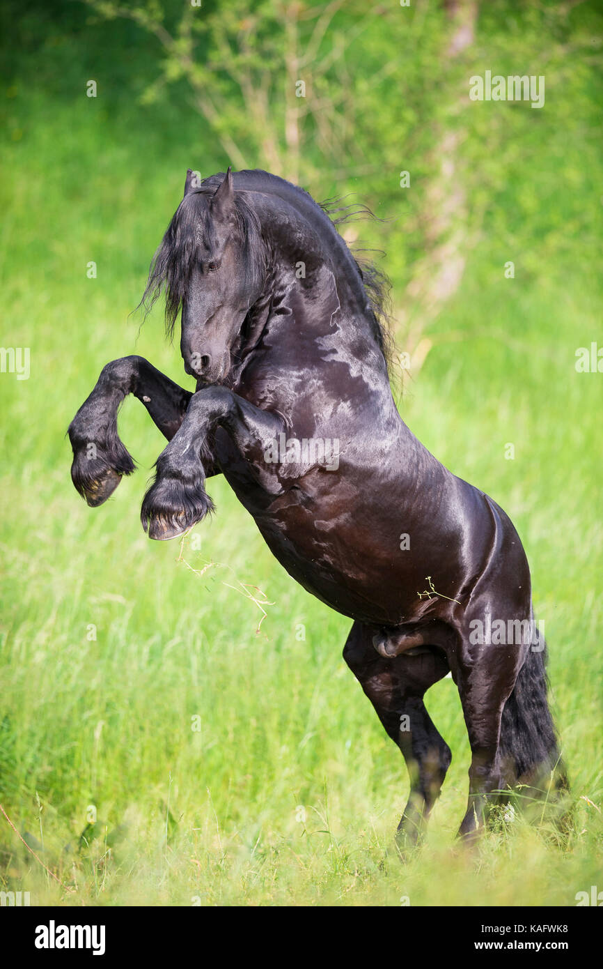 Friesian Horse. Black stallion rearing on a meadow. Austria Stock Photo