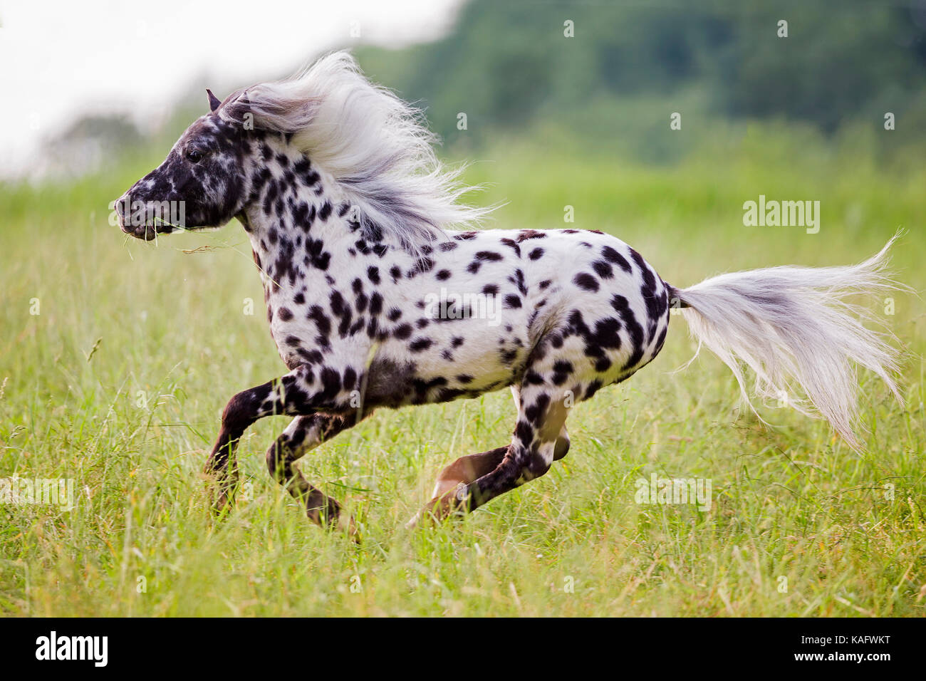 Falabella Miniature Horse. Leopard-spotted stallion galloping on a meadow. Austria Stock Photo